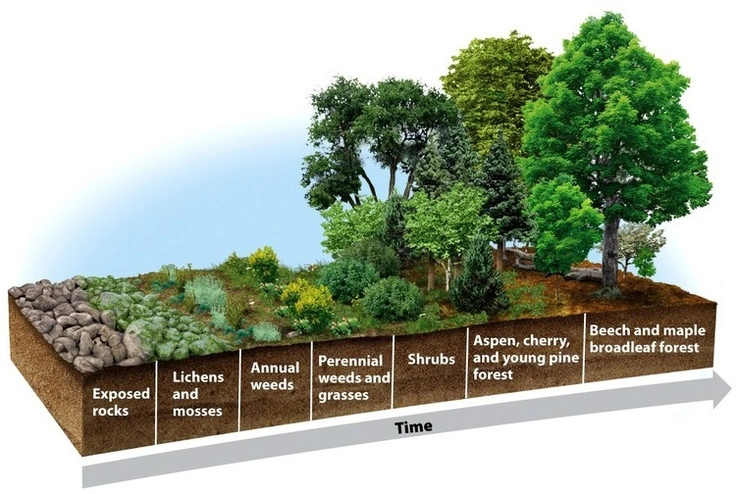 Succession is the process of plants and an ecosystem growing. It starts with lichen or moss all the way to trees. There are t