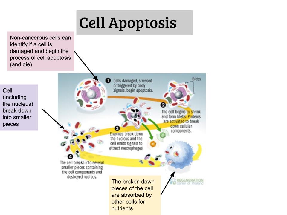 Cell Apoptosis
This type of death is programmed (meaning it is predetermined by the cell’s genes aka DNA) into the cell when 