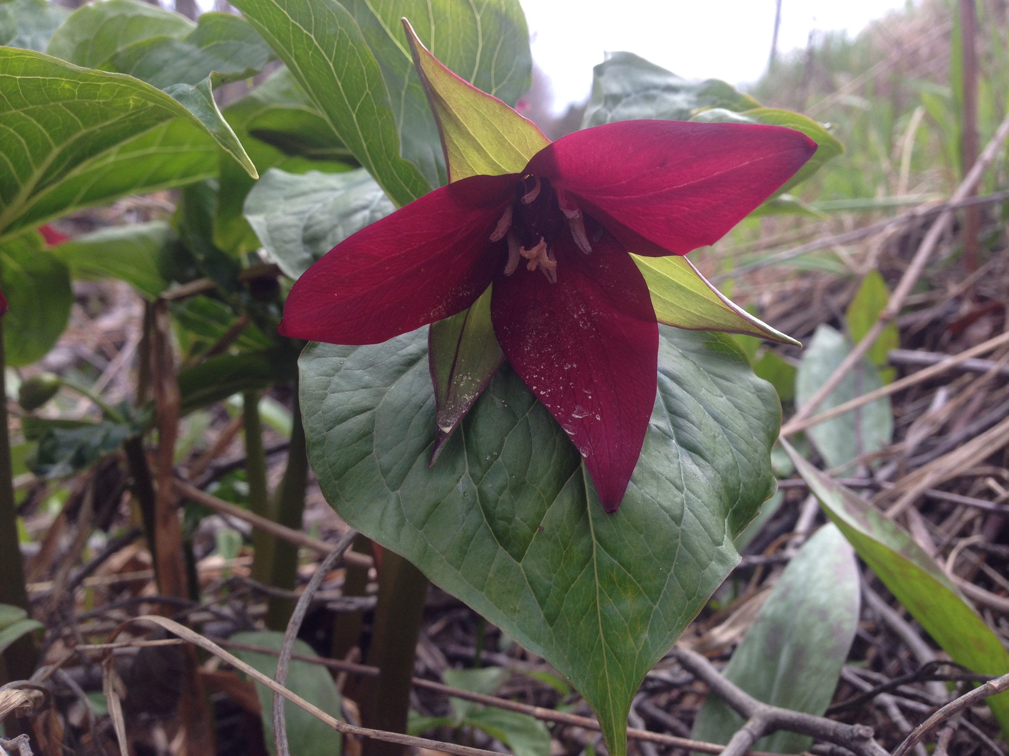 Trillium erectum