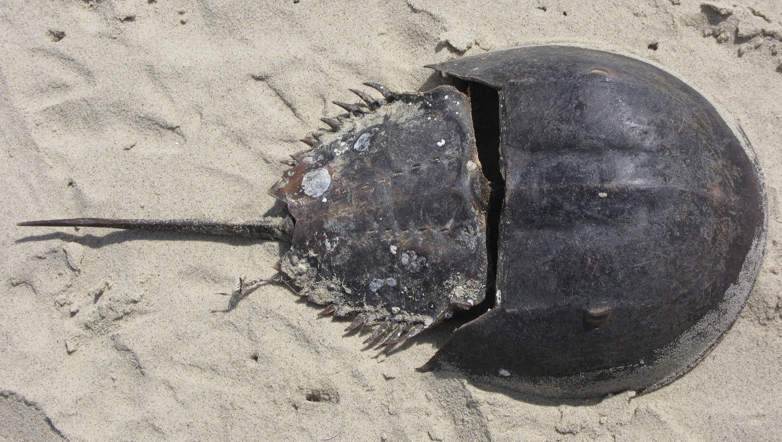 Horseshoe Crab