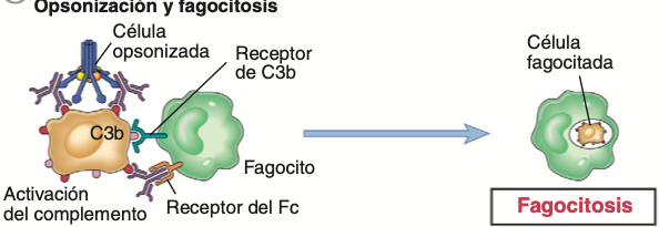 Los anticuerpos opsonizan las células y pueden activar el complemento, lo que genera productos del complemento que también op