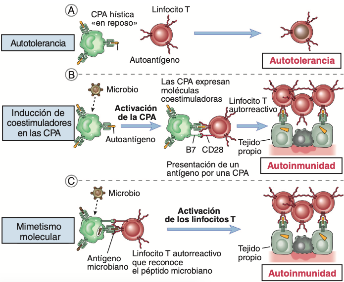 En condiciones normales, el encuentro de un linfocito T autorreactivo maduro con un autoantígeno presentado por una célula pr