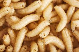 Worms and Larvae