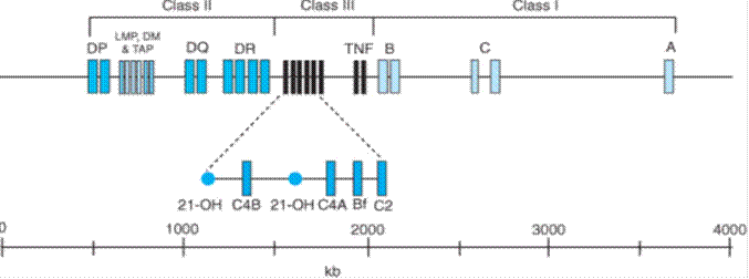 MHC – composed of a large cluster of genes located on the short arm of chromosome 6