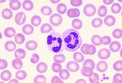 Neutrophils