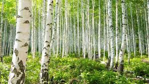 Birch trees