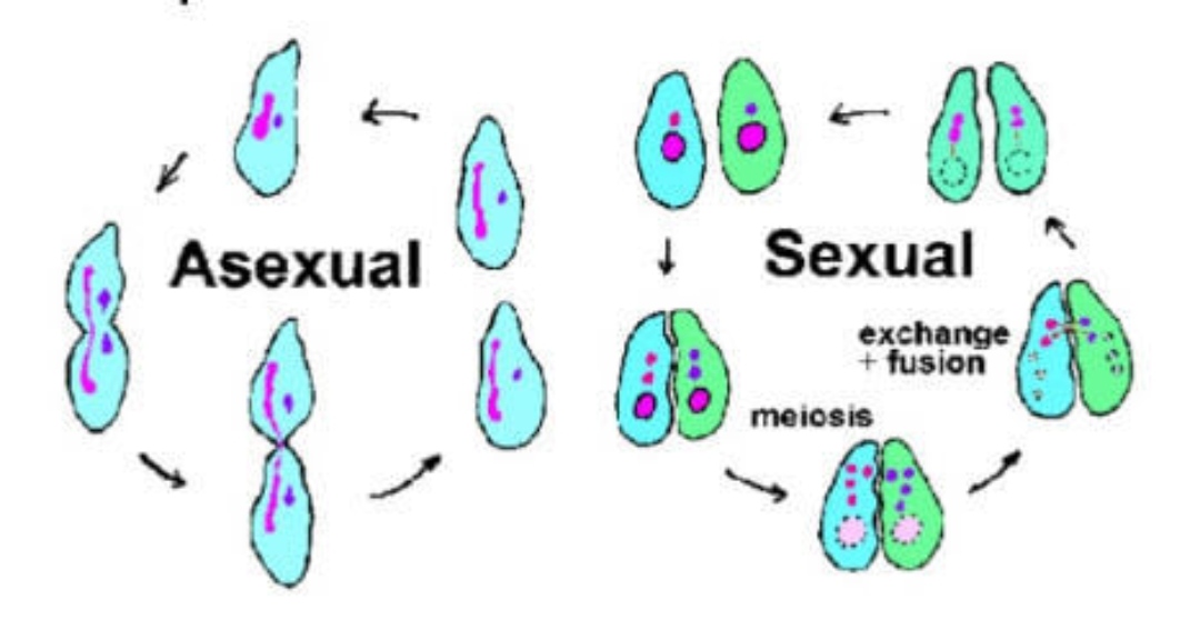 Reproducción sexual y asexual