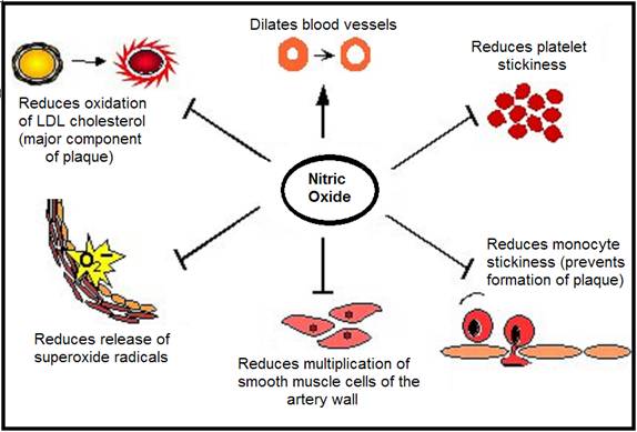 Nitric Oxide