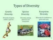 This image describes the different types of biodiversity and gives a brief explanation