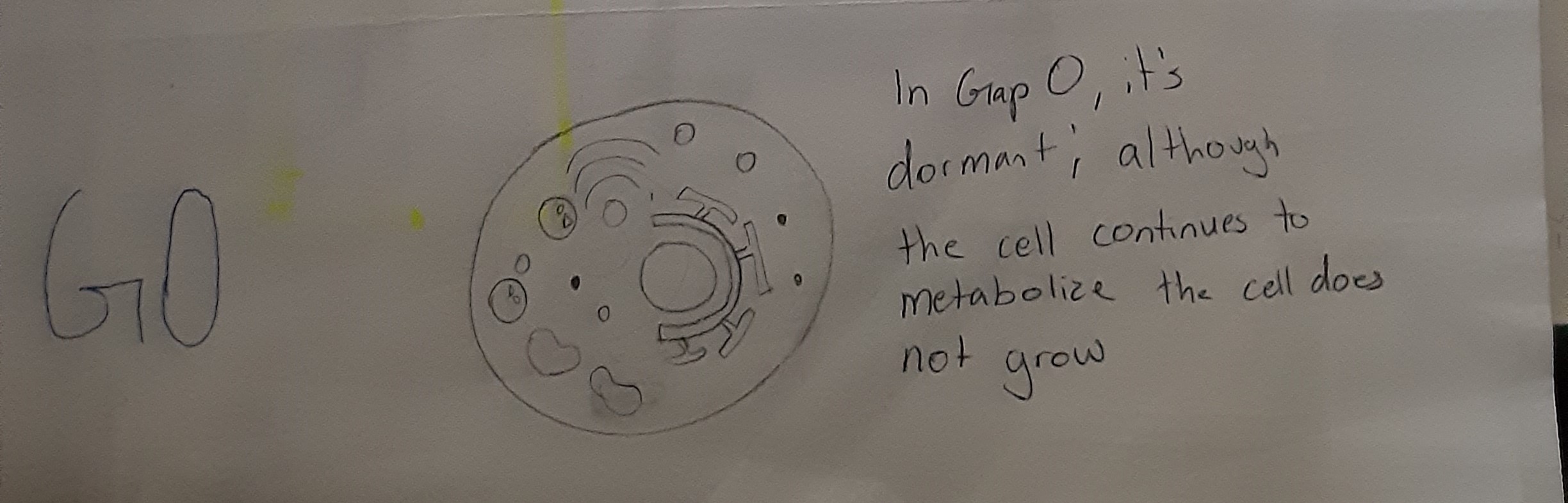 G0 (dormant stage)
*Some cells may skip S phase and G2 phase and directly go to G0 phase from G1 phase 
-At this stage, cells