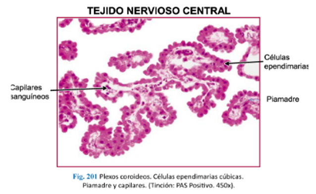 LLANOS , J. ; ZILVETTY , E. (2019)