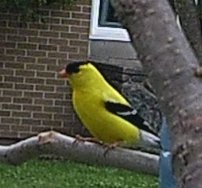 Spinus tristis (American goldfinch)