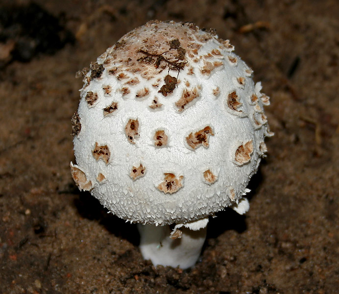 Agaricomycotina