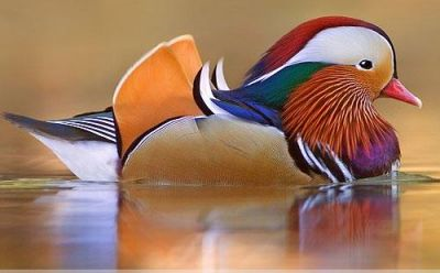 canard mandarin