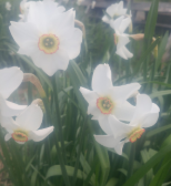 Narcissus poeticus 
(Poets Narcissus)