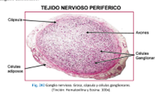 LLANOS , J. ; ZILVETTY , E. (2019) ganglios nerviosos contienen neuronas , los gaglios del sistema nervioso periférico