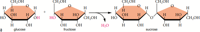 Sucrose
-α-glucose and α-fructose with α 1–2 glycosidic linkage