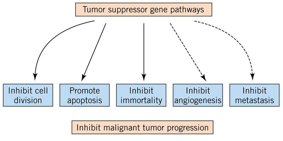 Tumour Suppressor Genes