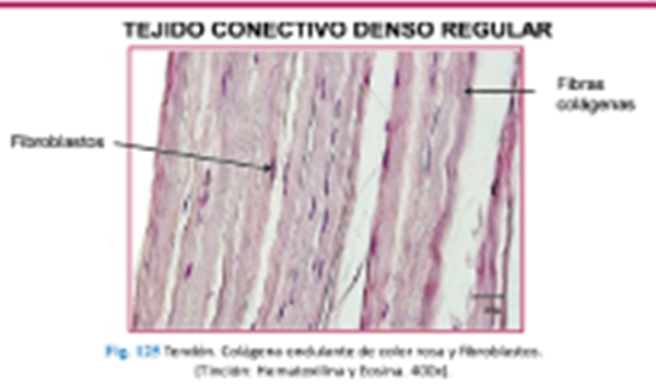 LLANOS , J. ; ZILVETTY , E. (2019)