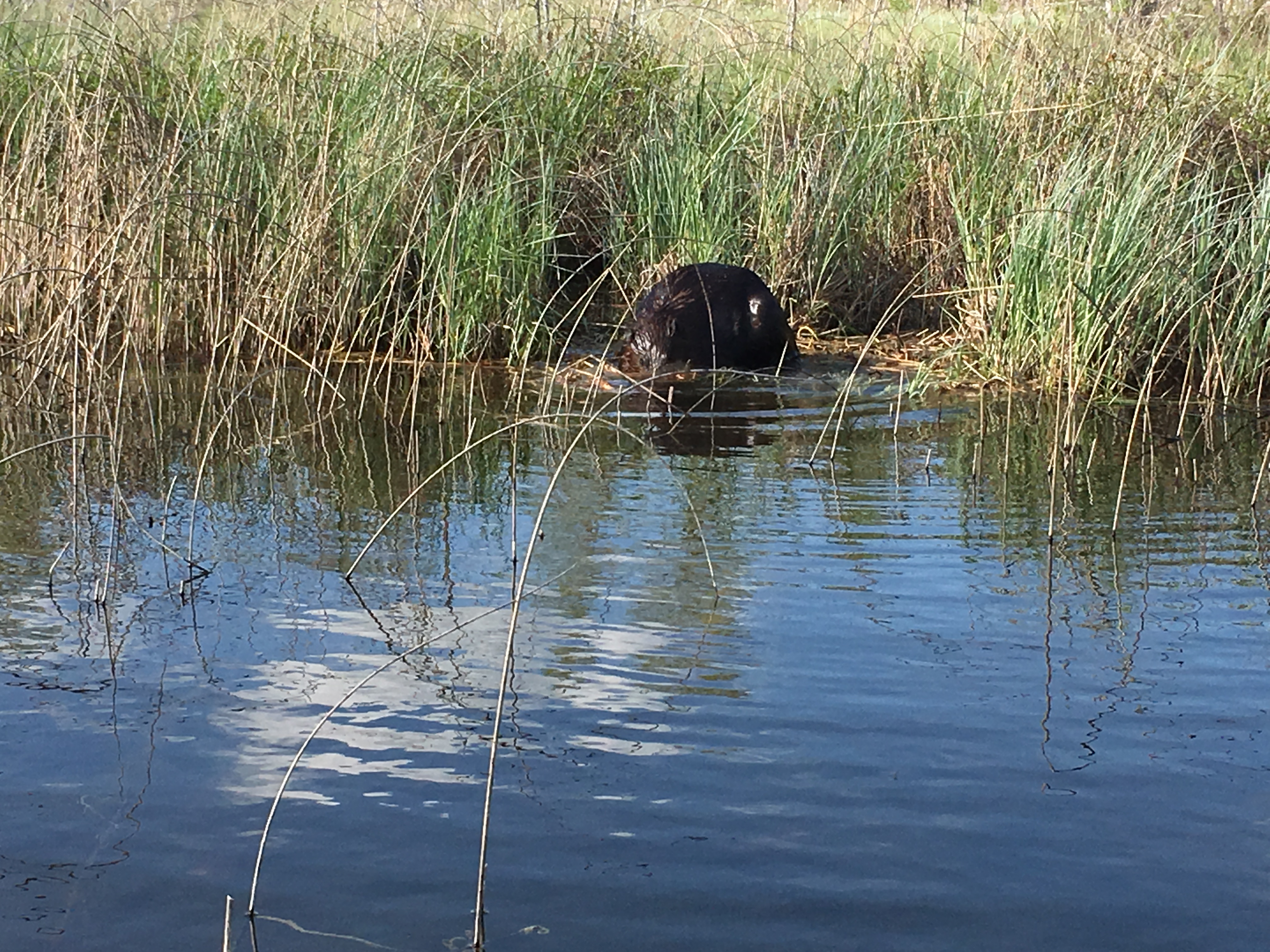 Castor canadensis (Canadian Beaver)