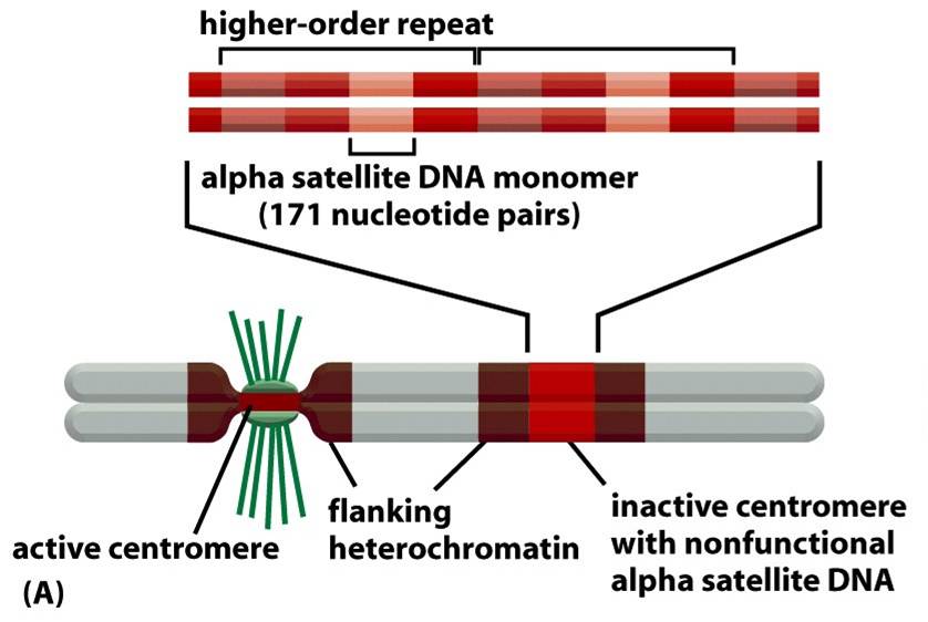 Active or inactive centromeres surrounded by flanking heterochromatin