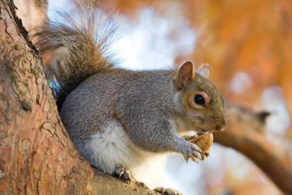 Example: Eastern Grey Squirrel