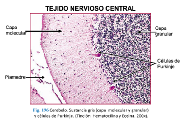 LLANOS , J. ; ZILVETTY , E. (2019)