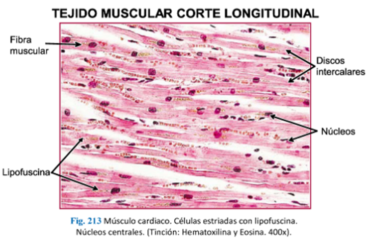 LLANOS , J. ; ZILVETTY , E. (2019)                                                            el miocardio esta cubierto por 