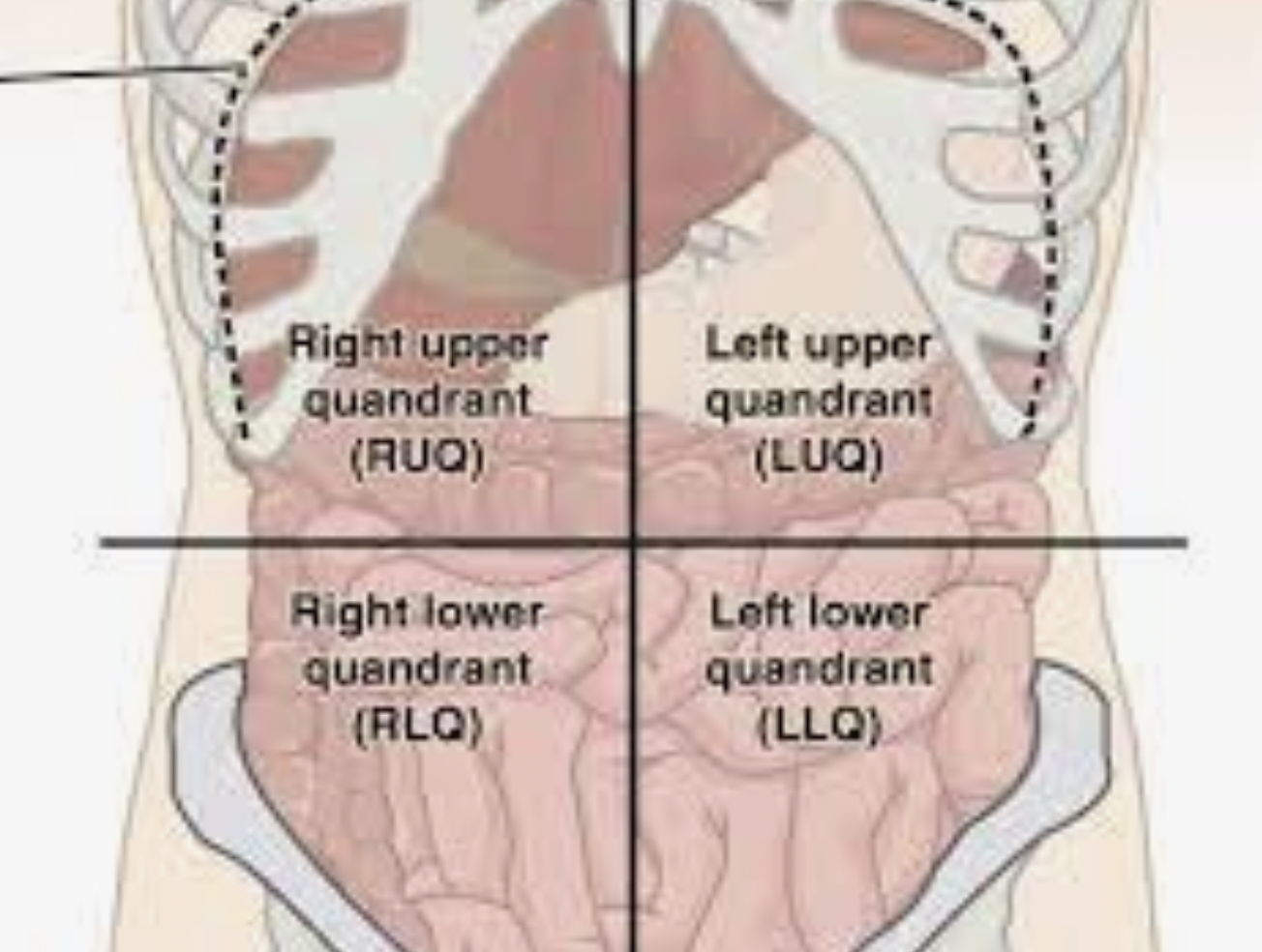 Cadran abdominal