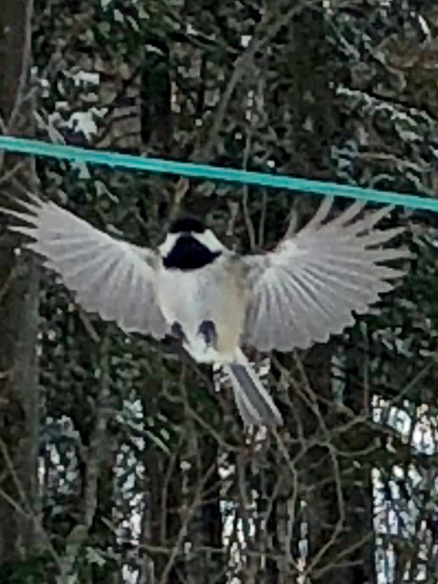 Poecile atricapillus (Black Capped Chickadee)