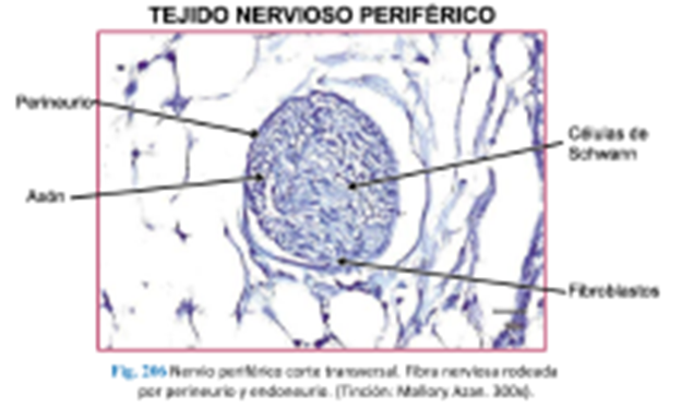 LLANOS , J. ; ZILVETTY , E. (2019)