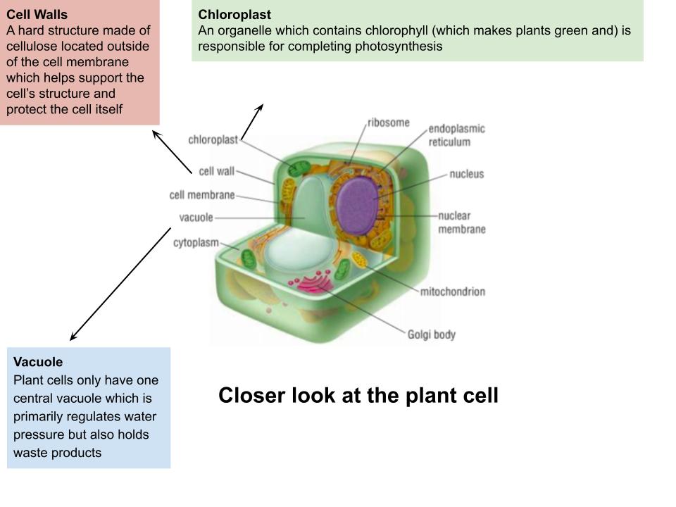 Plant Cells
Plant cells make up the plants around us including trees, fruits vegatables, flowers etc.
Here is a diagram of an