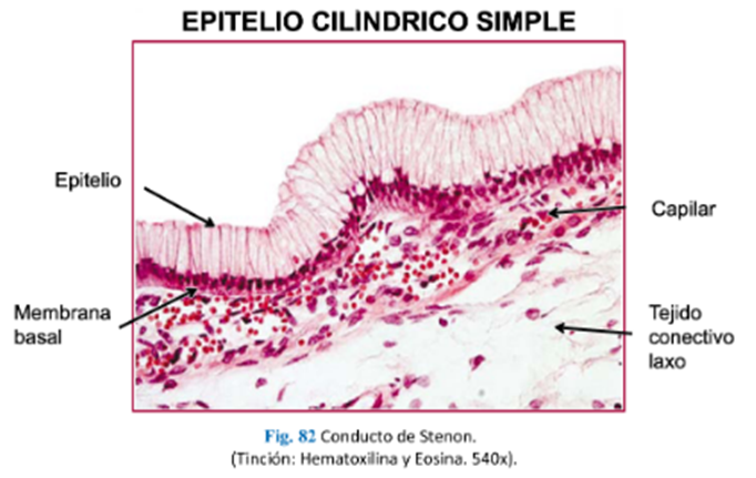 LLANOS , J. ; ZILVETTY , E. (2019)               Epitelio cilindrico simple