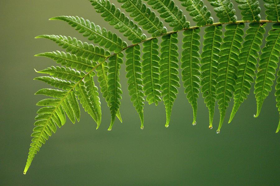 Ferns