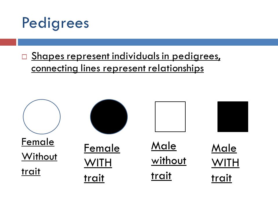 The basic shapes within a predigree chart