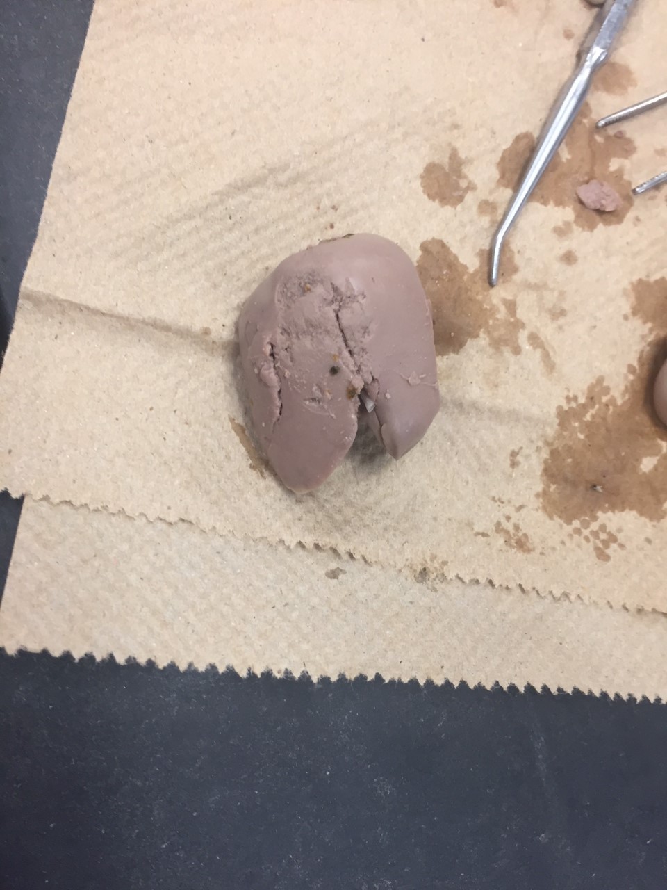 Fetal pig's liver. We found that our liver seemed to be darker in colour than the other pigs that were being dissected around