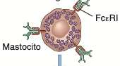 La IgE sensibiliza a los mastocitos uniéndose a FcεRI