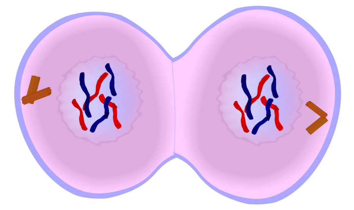 Telophase