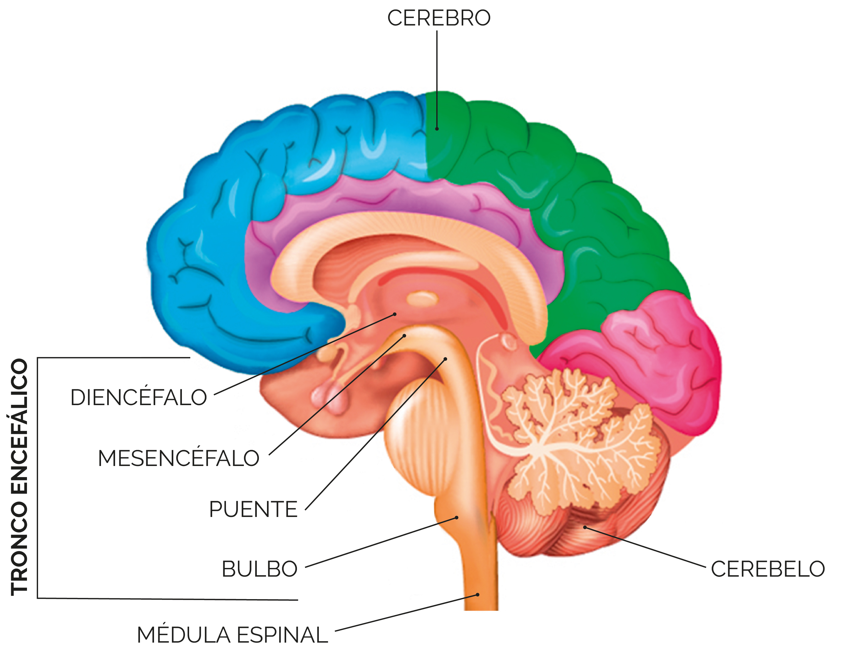 Encefalo -31-