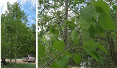 Populus balsamifera (Balsam Poplar)