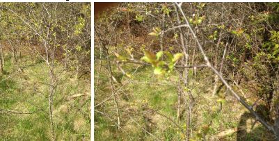 Crataegus punctata 
(Dotted Hawthorn)