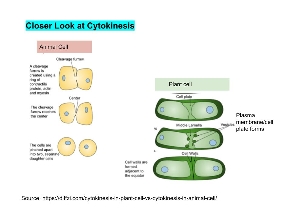 Cytokinesis
-This is the last stage of cell division where the cytoplasm is divided (distribuing the organelles to the 2 sepa