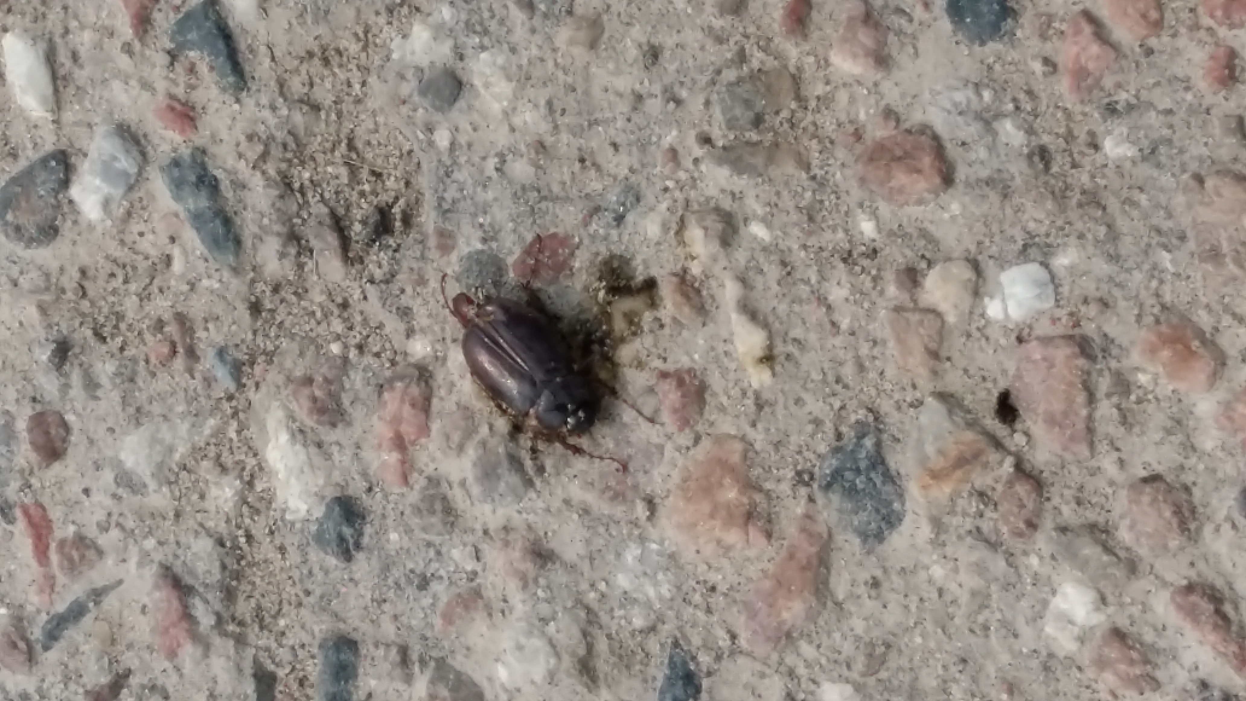 Phyllophaga (may beetle)