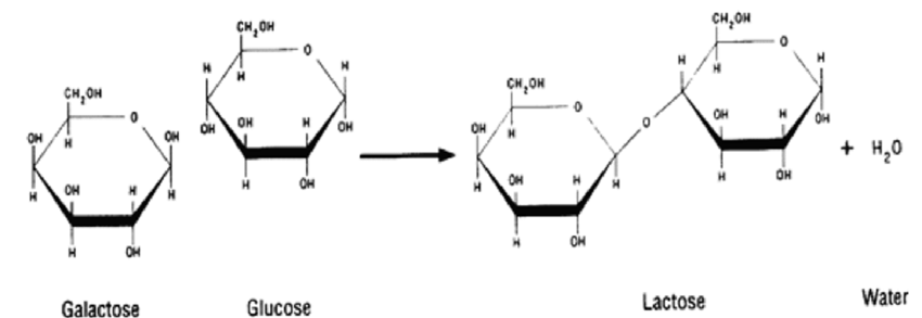 Lactose 
- α glucose and -α galactose