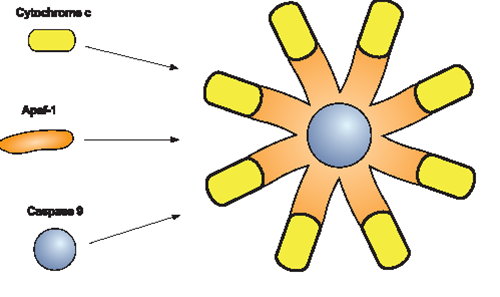 Cytochrome c binds the adaptor apoptotic protease activating factor-1 (Apaf-1), forming a large multiprotein structure known 