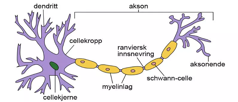 nervecelle