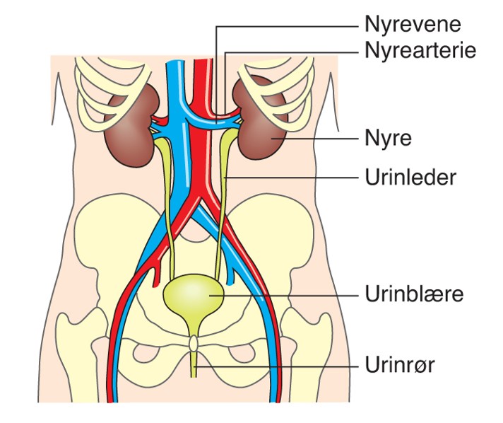 URINORGANENE