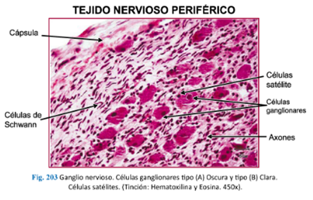 LLANOS , J. ; ZILVETTY , E. (2019)