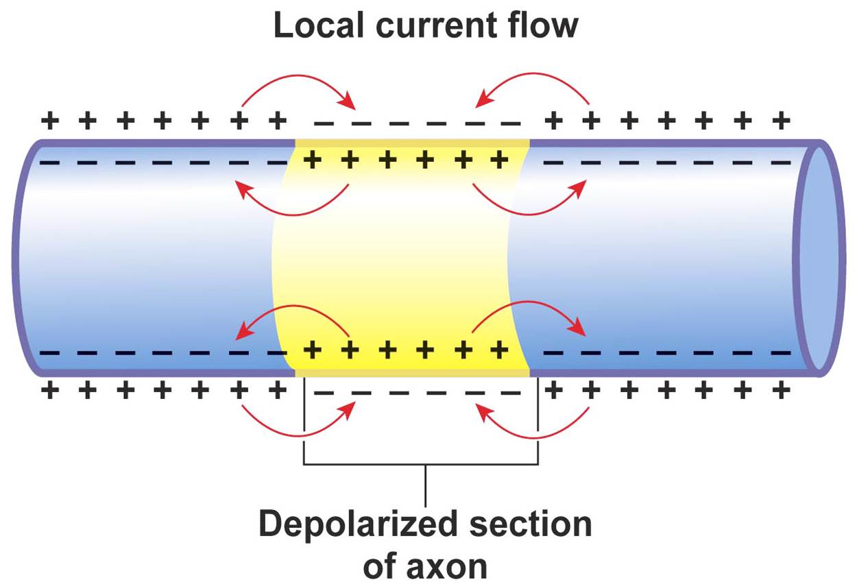 CONDUCTION OF AN ACTION POTENTIAL