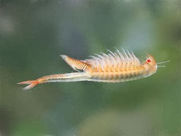 Fairy Shrimp